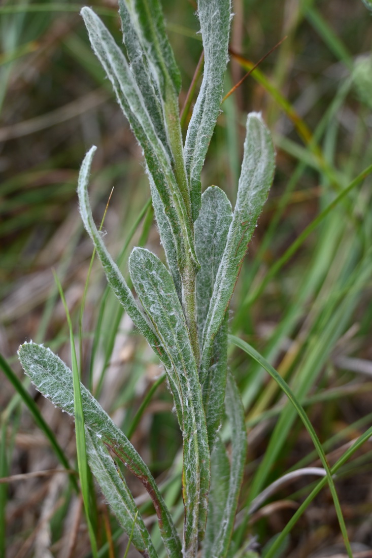 Image of Helichrysum arenarium specimen.