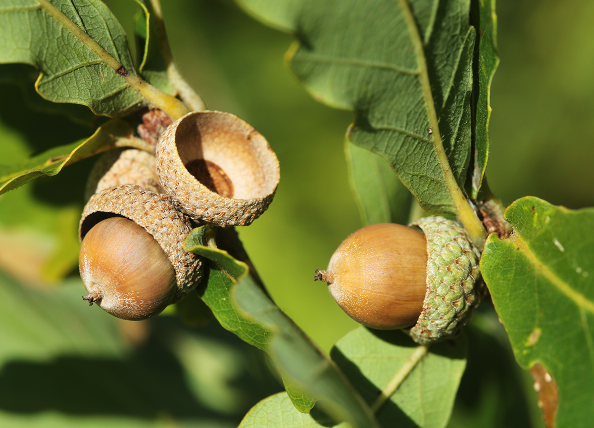 Image of Quercus wutaishanica specimen.