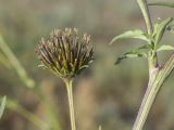 род Bidens. Соплодие и фрагмент побега. Испания, Каталония, пров. Жирона, комарка Баш Эмпорда, муниципалитет Калонже, залежь. 21.09.2025.