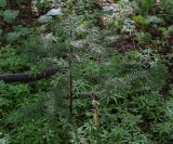 Abies sibirica. Угнетённое молодое дерево. Пермский край, г. Пермь, Свердловский р-н, м-н Липовая Гора, сырой хвойный лес. 25.05.2025.