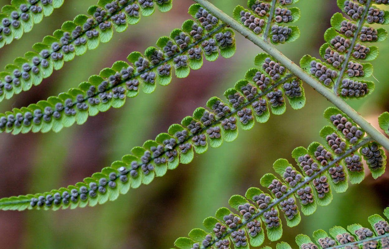 Image of Dryopteris aitoniana specimen.