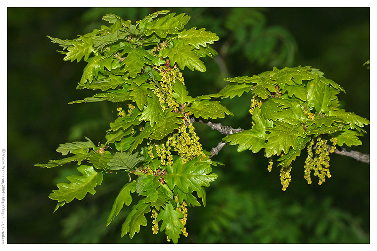 Изображение особи Quercus petraea.