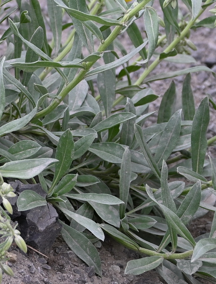 Image of Onosma sericea specimen.