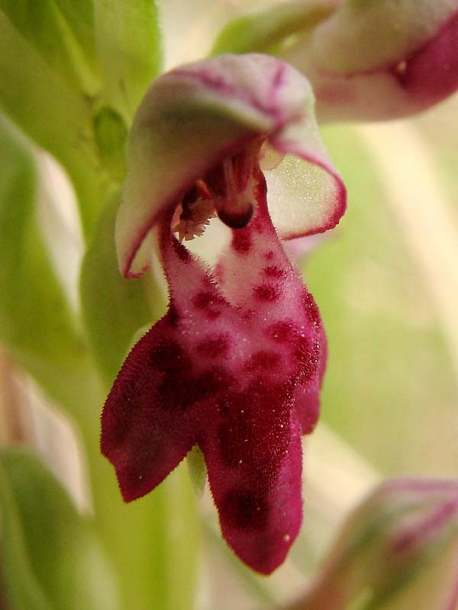 Image of Anacamptis coriophora ssp. fragrans specimen.