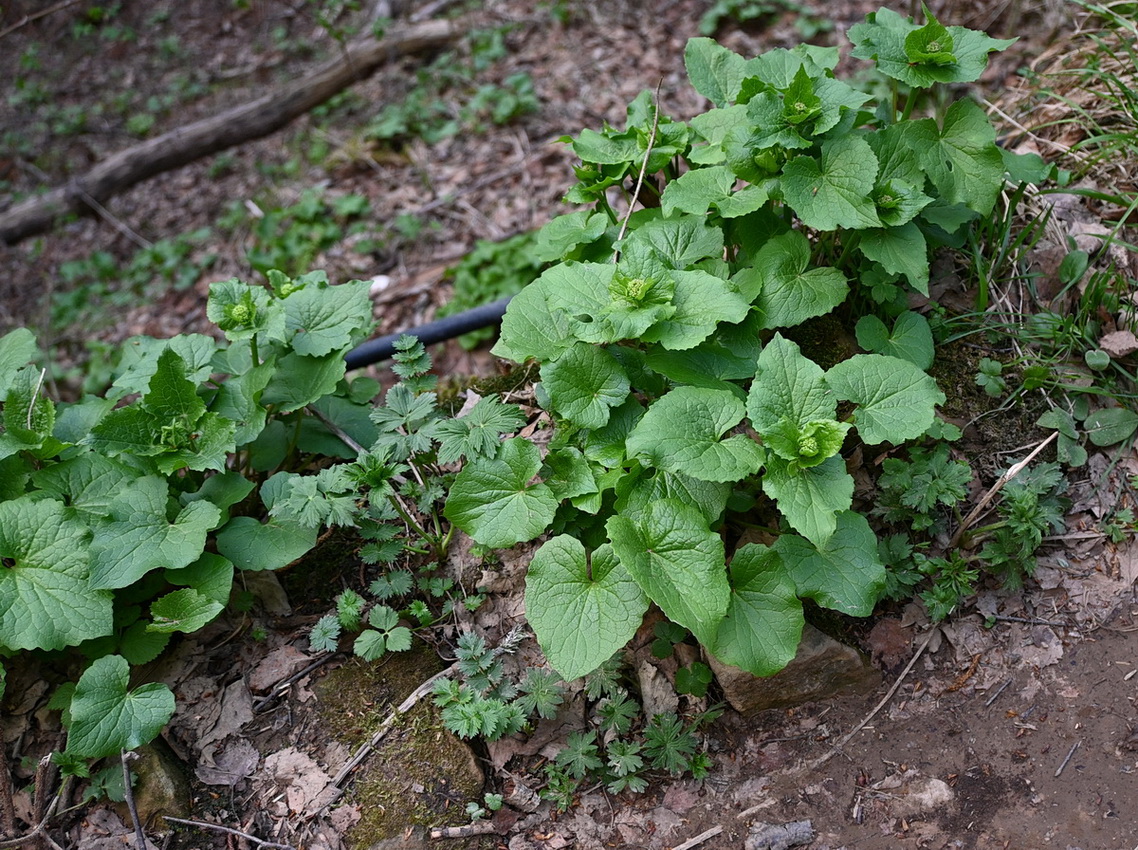 Изображение особи Valeriana alliariifolia.