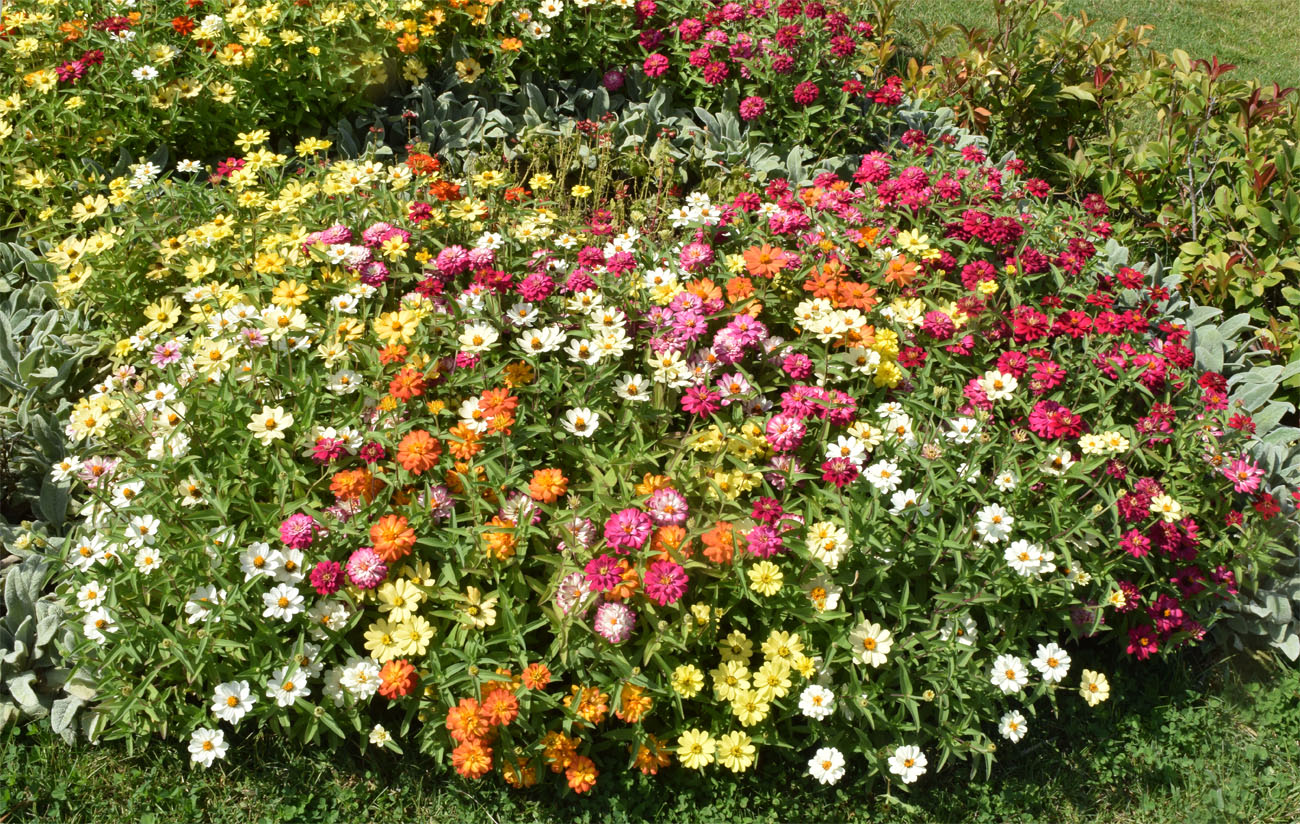 Image of Zinnia elegans specimen.