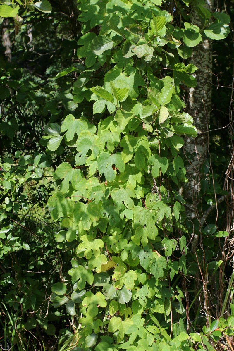 Изображение особи Humulus lupulus.