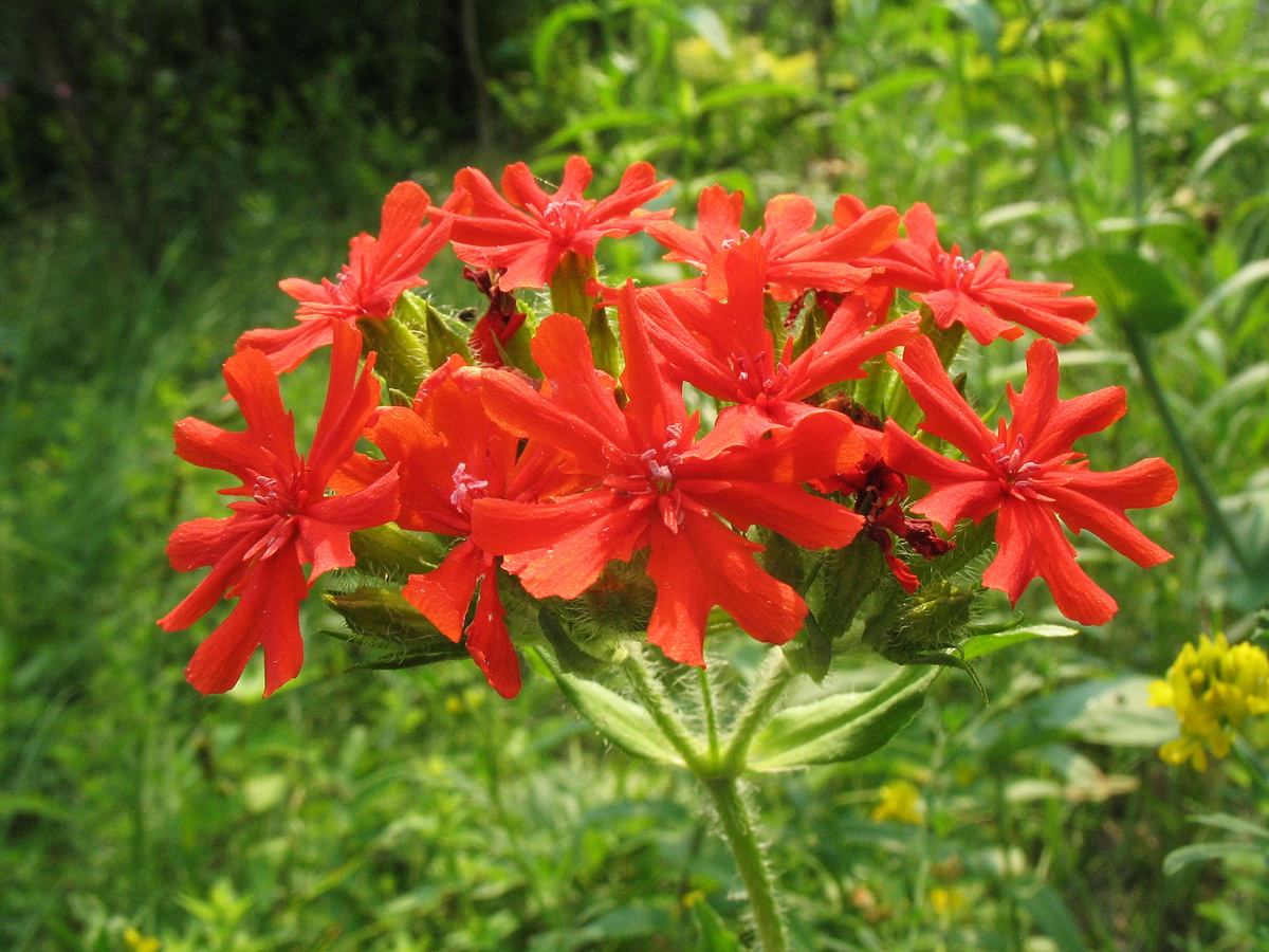 Изображение особи Lychnis chalcedonica.