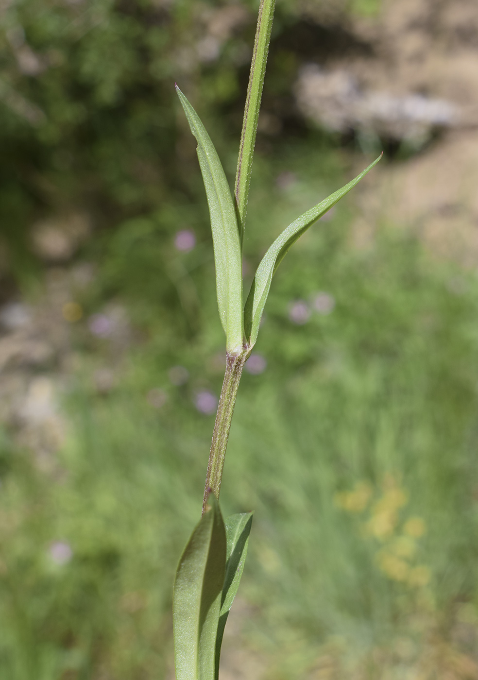 Image of Coccyganthe flos-cuculi specimen.