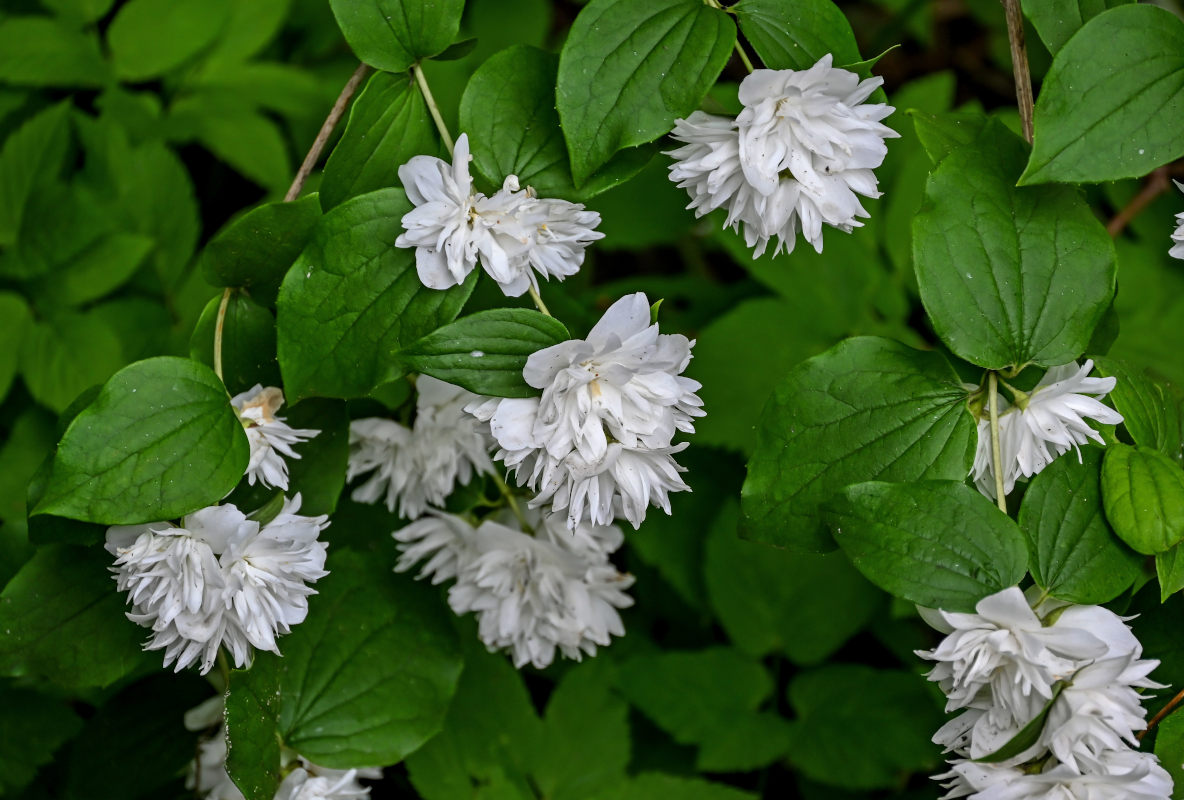 Image of genus Philadelphus specimen.