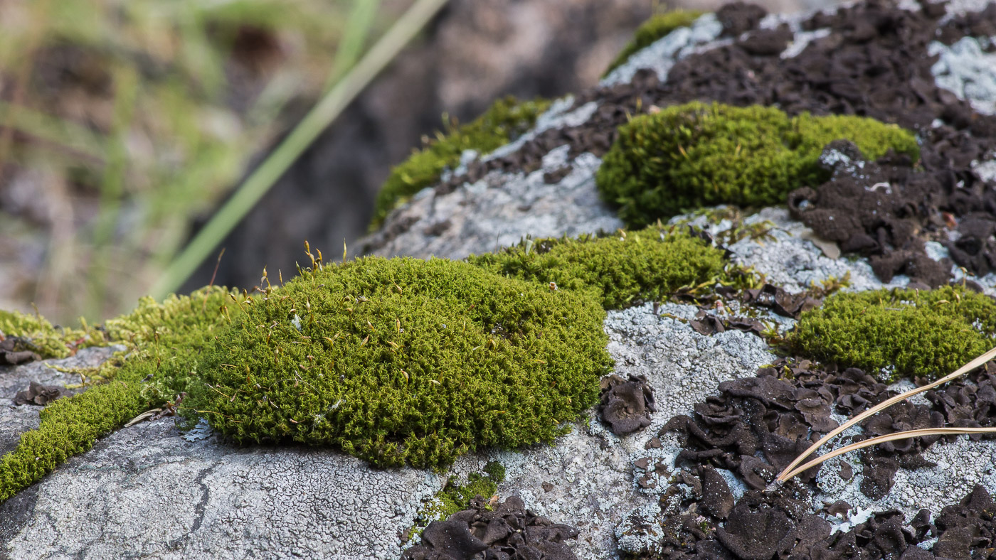 Image of Cynodontium strumiferum specimen.