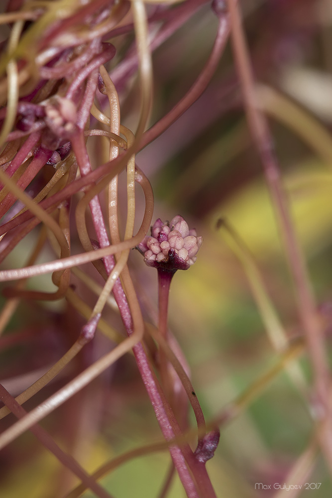 Изображение особи род Cuscuta.