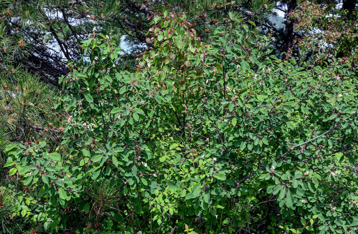 Изображение особи Exochorda racemosa.