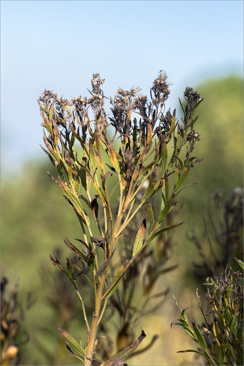 Изображение особи род Galatella.