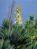 Yucca aloifolia. Верхушка растения с соцветием и остатками сухих прошлогодних соцветий. Португалия, Азорские о-ва, о-в Сан-Мигел, р-н Ашада, в культуре. 12.08.2025.