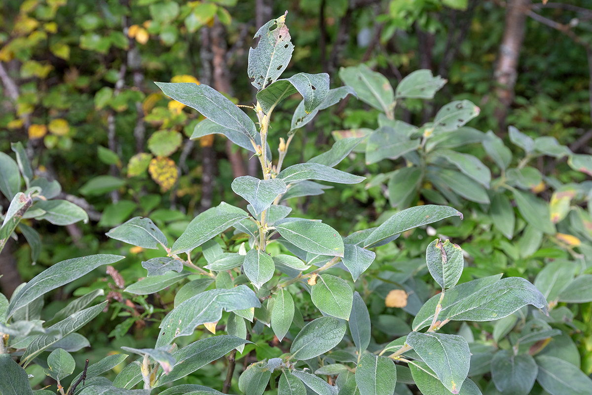 Изображение особи Salix lapponum.