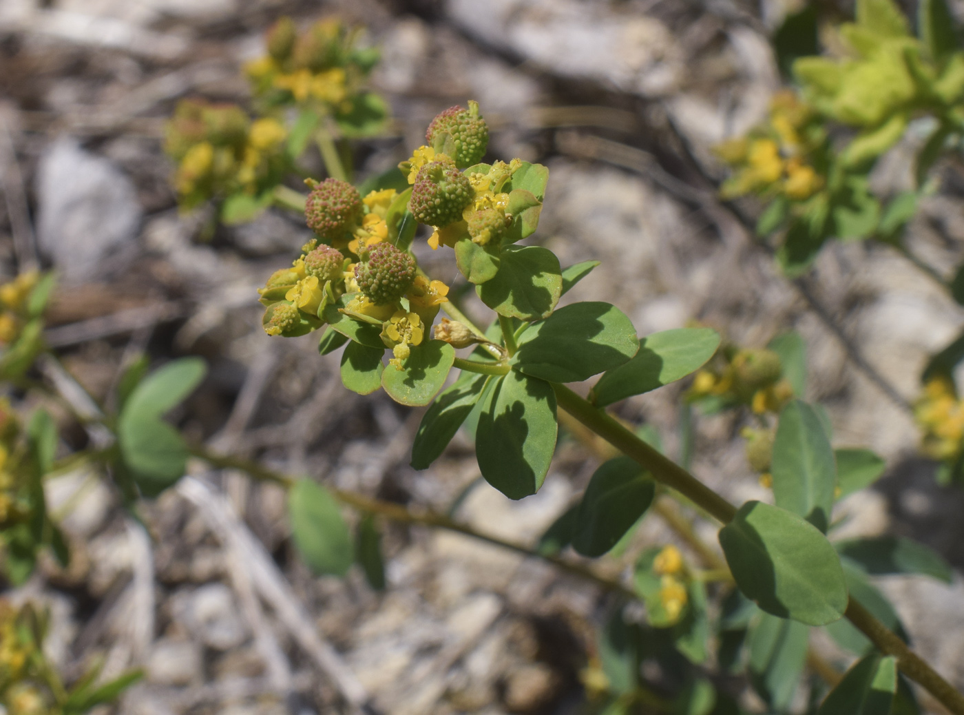 Изображение особи Euphorbia flavicoma.