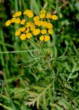 Tanacetum vulgare
