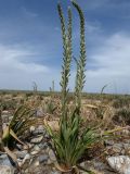 Eremurus inderiensis. Цветущее растение. Казахстан, Туркестанская обл., Сузакский р-н, закаратауская подгорная равнина вблизи оз. Кызылколь, сухая щебнистая степь. 9 мая 2026 г.
