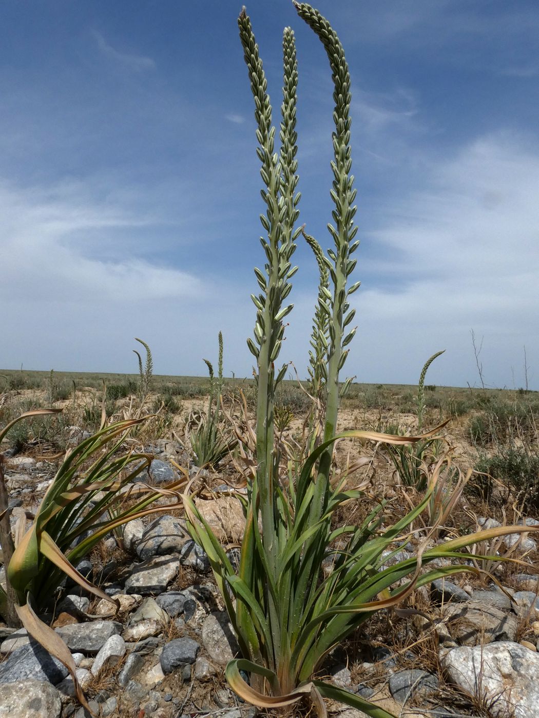 Image of Eremurus inderiensis specimen.