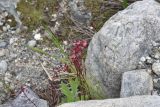 Saxifraga kolenatiana. Верхушка цветущего растения. Кабардино-Балкария, Приэльбрусье, лев. берег р. Шхельда в 1,2 км выше ур. Улыбка Шхельды, среди камней. 23 июня 2025 г.