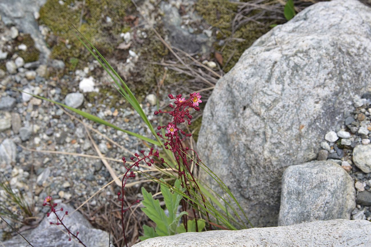 Image of Saxifraga kolenatiana specimen.