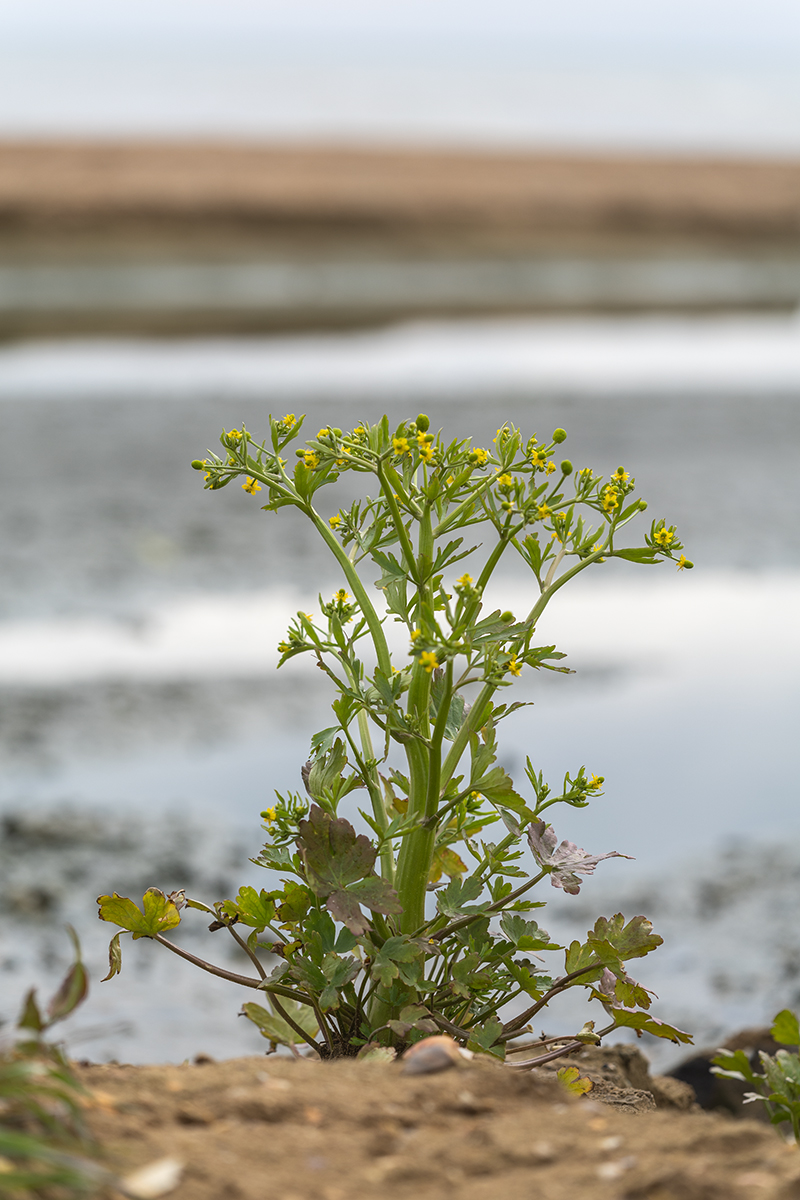 Image of Ranunculus sceleratus specimen.
