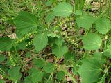 Acer tegmentosum. Часть ветви с соцветиями. Хабаровский край, окр. г. Комсомольск-на-Амуре, смешанный лес. 24.05.2026.