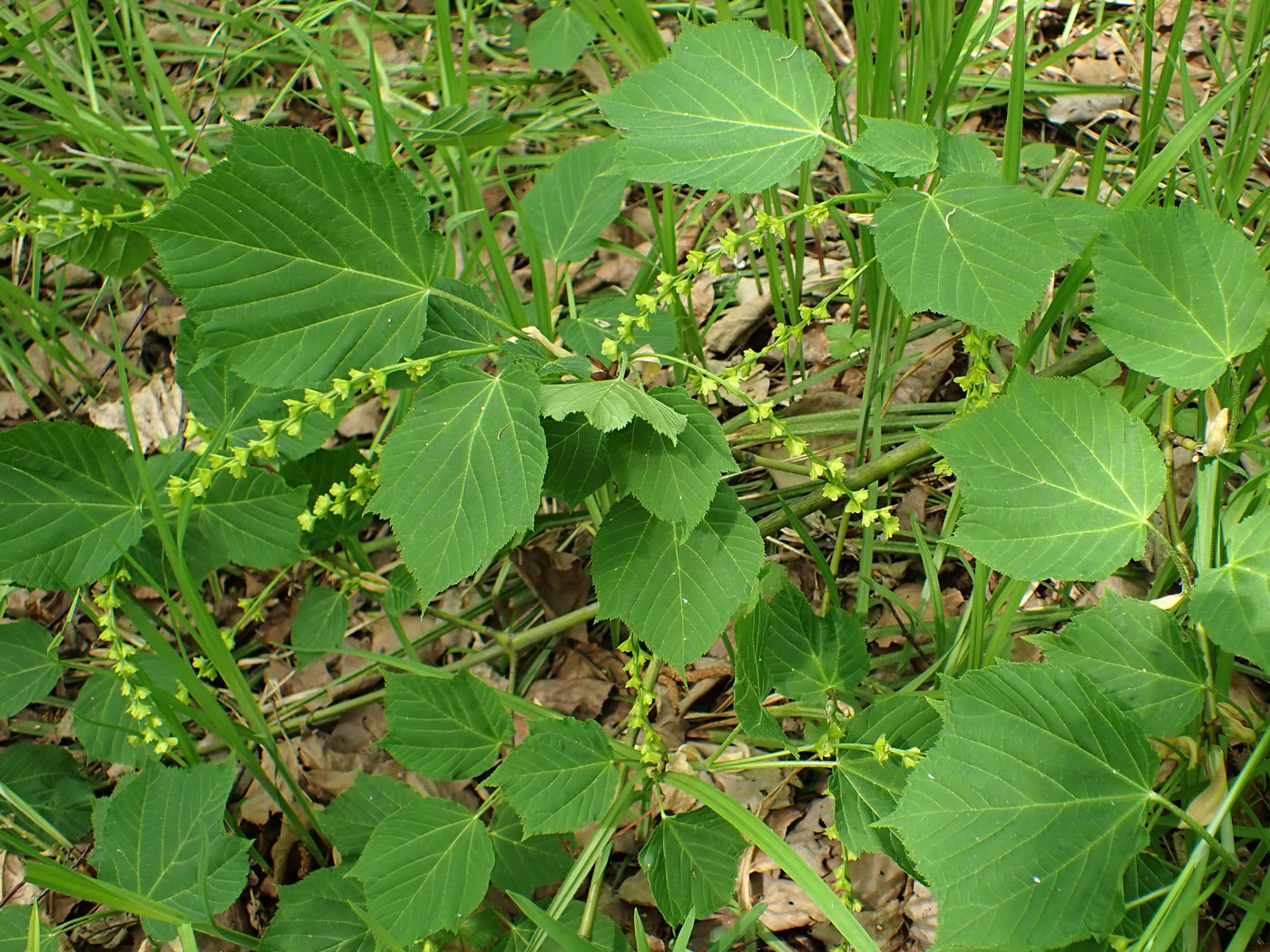 Image of Acer tegmentosum specimen.