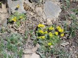 Androsace akbaitalensis. Цветущее растение. Таджикистан, Горно-Бадахшанская автономная обл., Рушанский р-н, хр. Музкол, Сарезское оз., пик Обзорный, ≈ 4426 м н.у.м., скопление мелкозёма среди камней на вершине горы. 24 июня 2026 г.