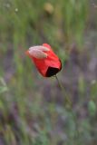 род Papaver