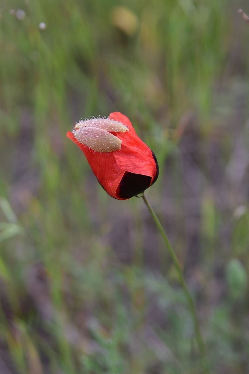Изображение особи род Papaver.