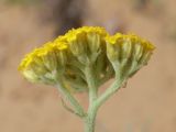 genus Achillea