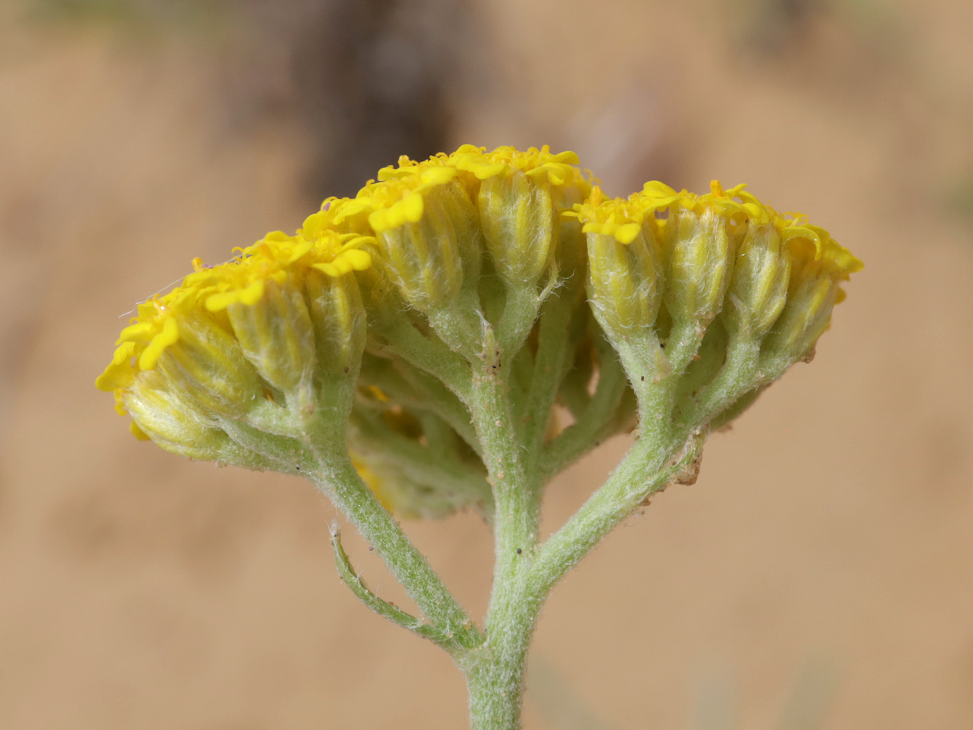 Image of genus Achillea specimen.