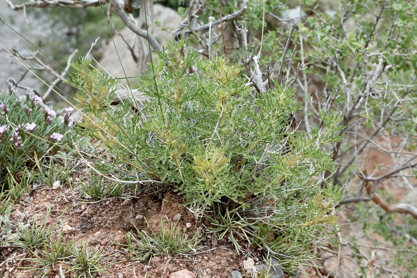 Image of Lagochilus knorringianus specimen.