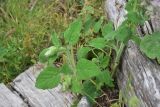 Salvia sclarea