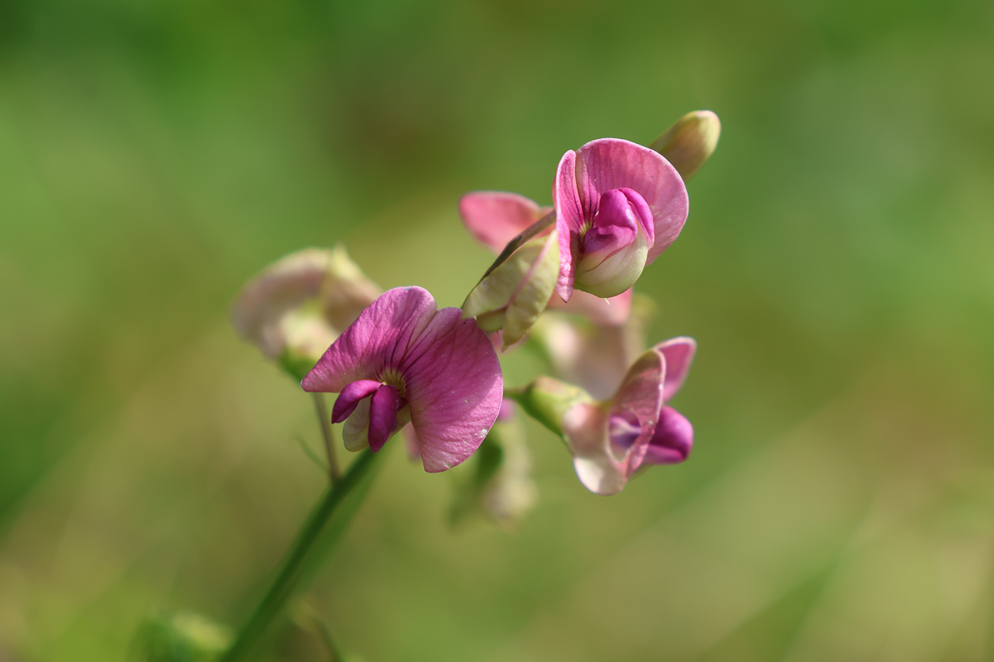 Image of Lathyrus sylvestris specimen.