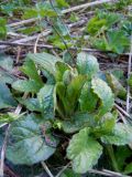 Ajuga reptans