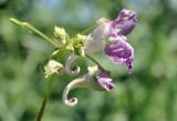 Impatiens furcillata. Соцветие с охотящимся пауком. Приморский край, Шкотовский р-н, окр. с. Новонежино, сырой луг. 08.08.2026.
