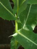 Lactuca serriola