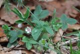 Potentilla micrantha. Цветущее растение. Крым, гора Чатыр-Даг (нижнее плато), опушка широколиственного леса. 01.05.2011.