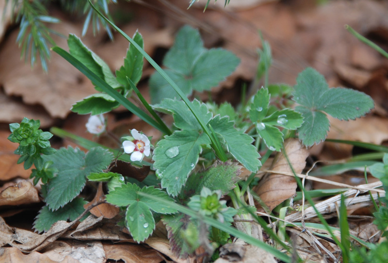 Изображение особи Potentilla micrantha.