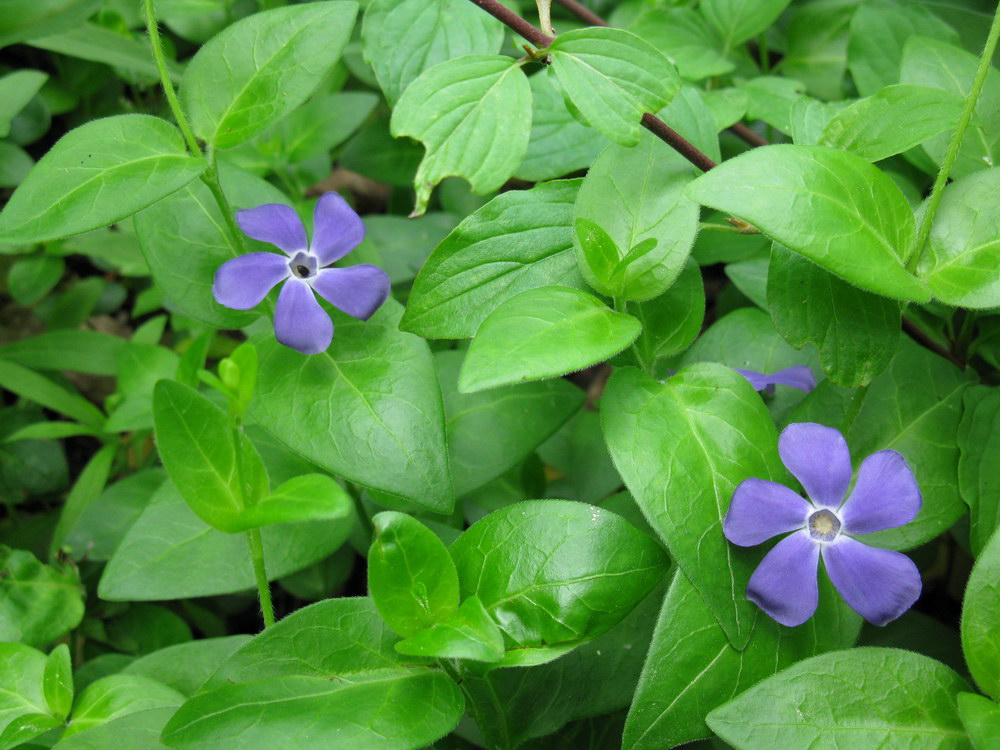 Изображение особи Vinca pubescens.