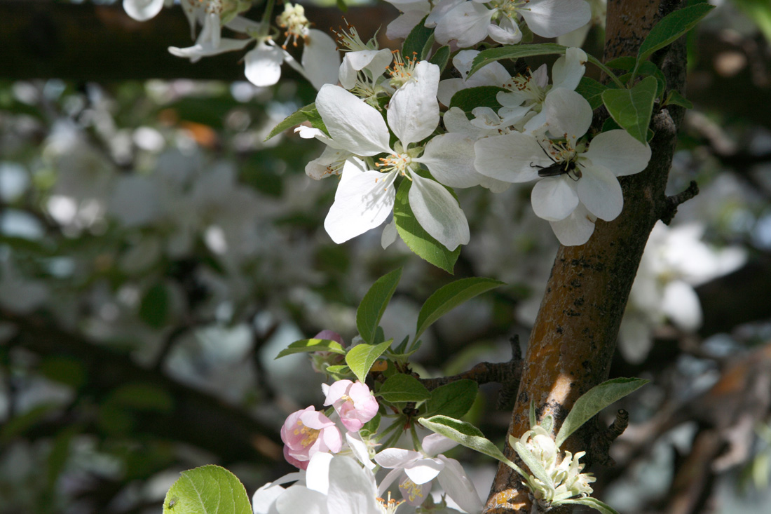 Изображение особи Malus sieversii.