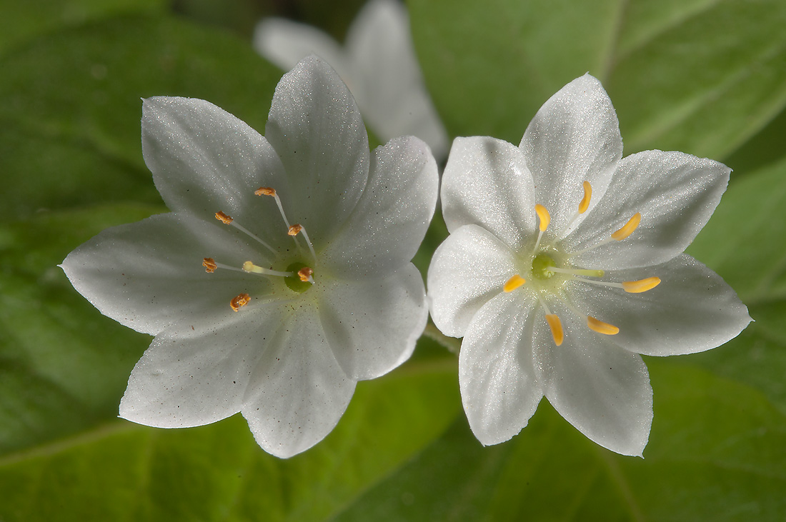 Изображение особи Trientalis europaea.