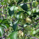 Ulmus macrocarpa