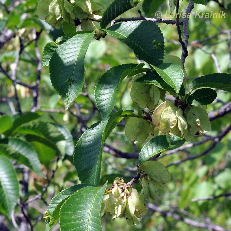 Image of Ulmus macrocarpa specimen.