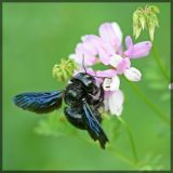 Securigera varia. Соцветие с кормящейся пчелой-плотником (Xylocopa valga). Республика Татарстан, Дрожжановский район.