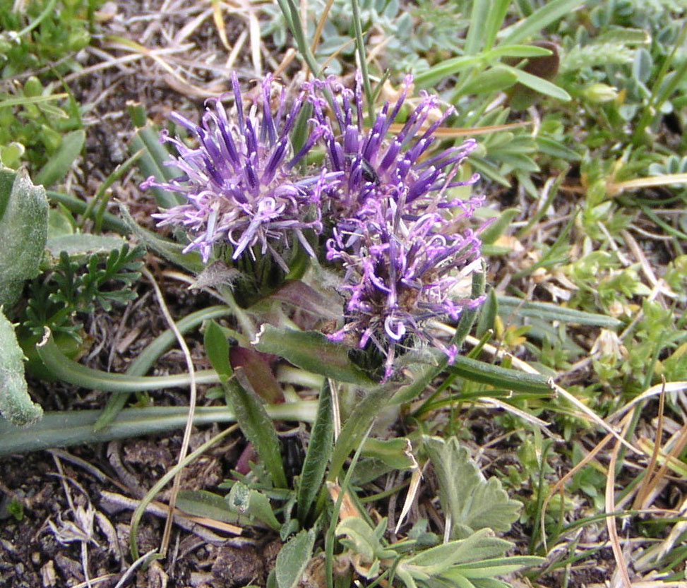 Image of Saussurea subacaulis specimen.