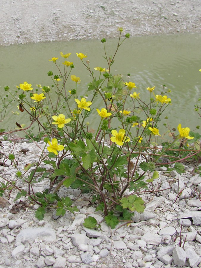 Image of Ranunculus sardous specimen.